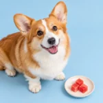 Can Dogs Eat Watermelon